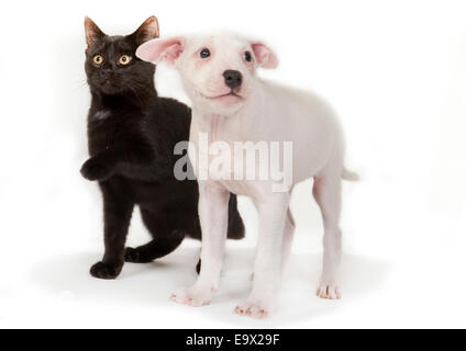 Chiot & chaton dans Studio UK Banque D'Images