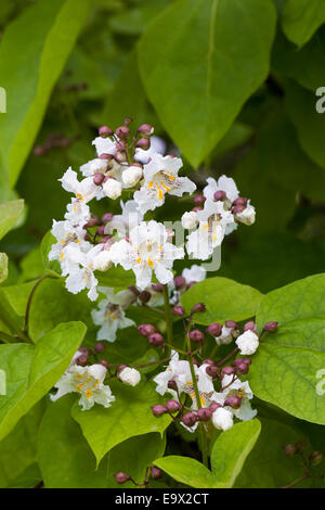 Catalpa bignonioides fleur. Arbre généalogique de haricots indiens.