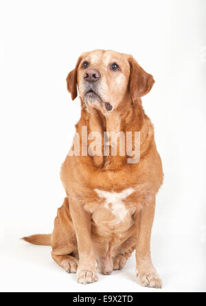 Labrador Chien dans studio UK Banque D'Images