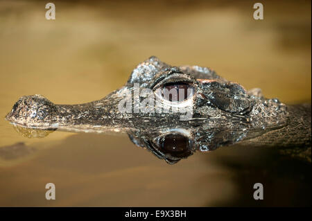 L'Afrique de l'Ouest Crocodile nain Osteolaemus tetraspis Banque D'Images