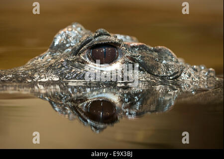 L'Afrique de l'Ouest Crocodile nain Osteolaemus tetraspis Banque D'Images