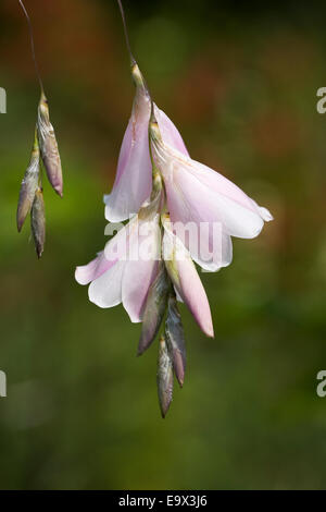 Tigridia fleurs. Banque D'Images