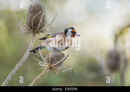 Chardonneret (Carduelis carduelis) à la recherche de nourriture sur cardère têtes de graine. Banque D'Images