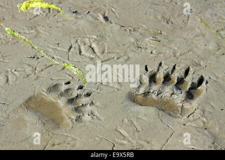 Traces d'ours brun ours Banque D'Images