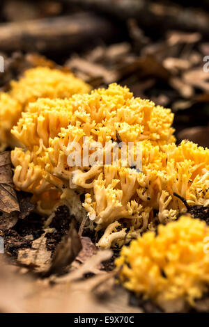 Champignons corail close-up (Ramaria flava) Banque D'Images