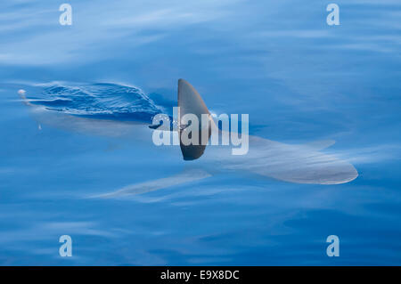 Requin Galapagos au large de la côte d'Hawaï Banque D'Images