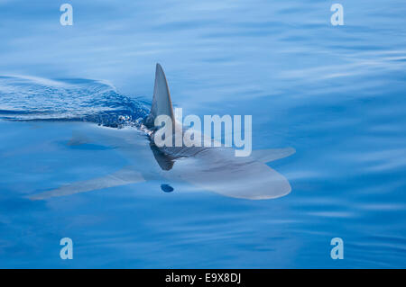 Requin Galapagos au large de la côte d'Hawaï Banque D'Images