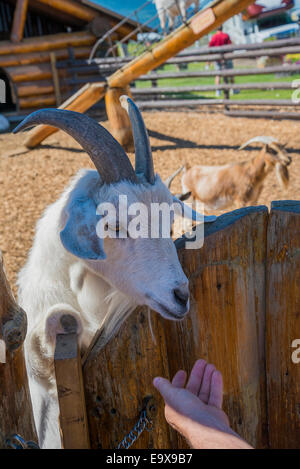 Au chèvre Log Barn, Roadside Attraction et stocker, Armstrong, de l'Okanagan, Colombie-Britannique, Canada Banque D'Images