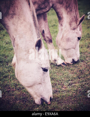 Vintage photo de chevaux pâturage sur l'herbe. Banque D'Images