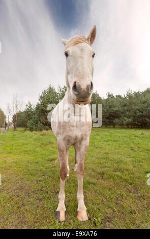Photo grand angle d'un cheval. Banque D'Images