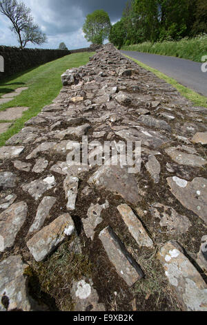 Vue pittoresque du mur d'Hadrien au chemin sur la tourelle Banques Gilsland Brampton à partie de l'itinéraire. Banque D'Images