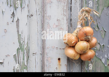 Les légumes. Une bande de l'oignon (Allium cepa) attachés ensemble avec de la corde, suspendu contre un mur de panneaux en bois patiné avec de la peinture. L'Angleterre. Banque D'Images