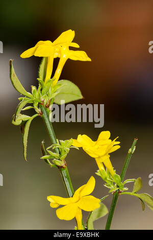 La fin de l'automne fleurs d'hiver, Jasminum nudiflorum jasmin Banque D'Images