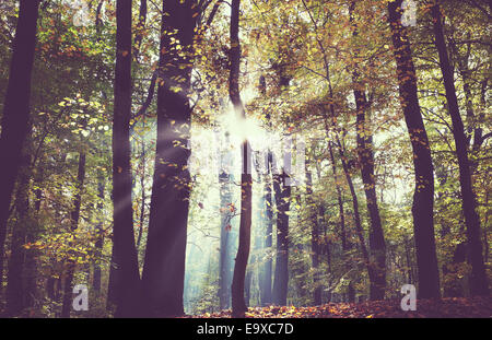 Photo d'un filtre vintage automne forêt sombre. Banque D'Images