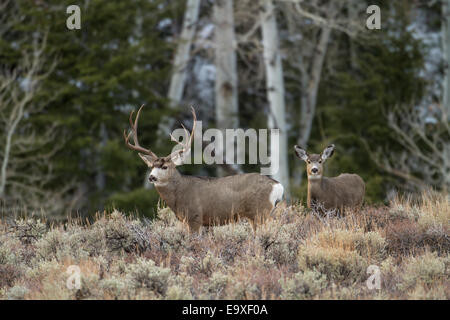Mule Deer buck et doe pendant l'automne de l'ornière dans le sud-ouest du Wyoming Banque D'Images