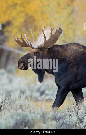 Shira's Bull Moose pendant l'automne de l'ornière dans Wyoming Banque D'Images