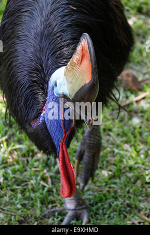 A Southern cassowary ou double-réorganisation de cassowary, Casuarius casuarius,trouvés à Noth-est de l'Australie et la Nouvelle Guinée Banque D'Images