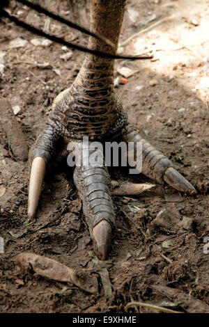 Les pieds d'un casoar sud ou double-réorganisation de cassowary (Casuarius casuarius) trouvés dans le nord-est de l'Australie Banque D'Images