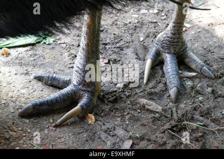 Les pieds d'un casoar sud ou double-réorganisation de cassowary (Casuarius casuarius) trouvés dans le nord-est de l'Australie et de Guin Banque D'Images