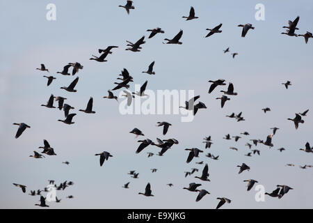 Les Oies à bec court (Anser brachyrhynchus). En écheveaux, près de silhouette, vol soutenu. Lumière du soir. Martin simple. Centre de WWT Banque D'Images