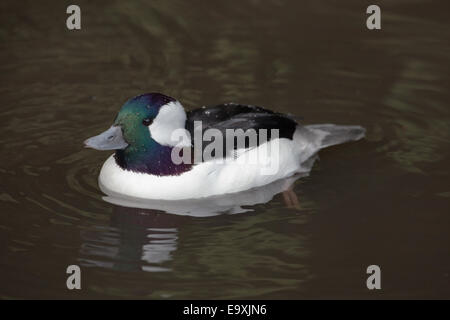 Le petit garrot (Bucephala albeola). Drake ou mâle. Profil. Banque D'Images