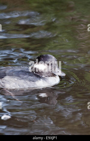 Le petit garrot (Bucephala albeola). Ou canard femelle. Banque D'Images