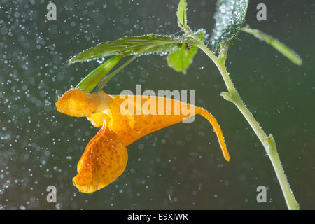 Impatiens capensis, l'orange, jewelweed, jewelweed commun repéré jewelweed, biflore fleur avec gouttes de rosée Banque D'Images