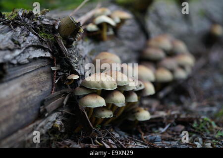 Champignons sauvages sur écorce d'arbre Banque D'Images