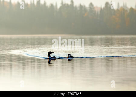 Plongeon huard (Gavia immer) à l'automne de la famille lumière, Banque D'Images