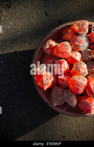 Physalis alkekengi. Lanternes chinoises de séchage des graines de fleurs dans un bol en terre cuite de boyaux dans la lumière du soleil. Banque D'Images