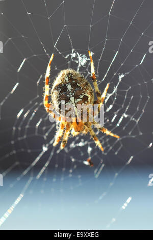 Araignée Araneus Diadematus jardin européen Banque D'Images