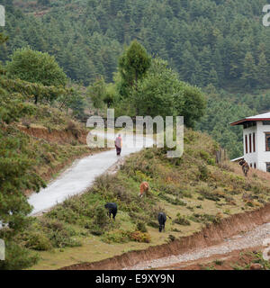 Moine marchant le long chemin près de Gangte Goemba, Monastère de la vallée de Phobjikha Banque D'Images