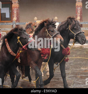 Les divinités des chevaux, on Trongsa Dzong Banque D'Images