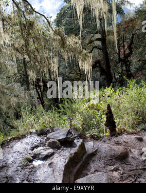 Le monastère de Taktsang, forêt, vallée de Paro, Bhoutan, district de Paro Banque D'Images