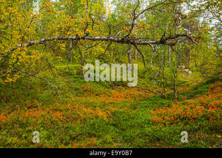 Couleur d'automne dans le nord de la Finlande Banque D'Images