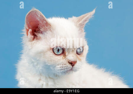 Selkirk Rex race chaton, 10 semaines, lilas torbie point Banque D'Images