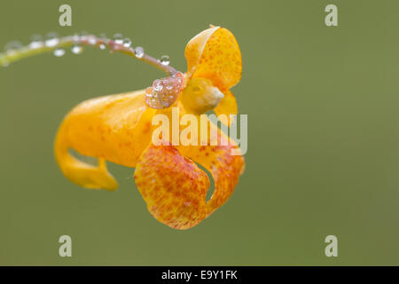 Impatiens capensis, l'orange, jewelweed, jewelweed commun repéré jewelweed, biflore fleur avec gouttes de rosée Banque D'Images