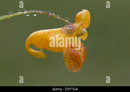 Impatiens capensis, l'orange, jewelweed, jewelweed commun repéré jewelweed, biflore fleur avec gouttes de rosée Banque D'Images