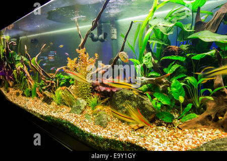 Un magnifique aquarium d'eau douce tropicaux plantés. Banque D'Images