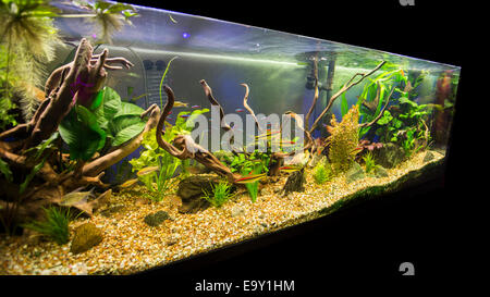 Un magnifique aquarium d'eau douce tropicaux plantés. Banque D'Images