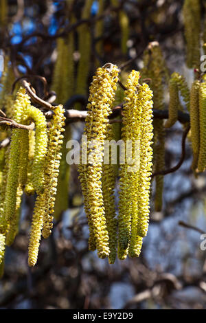 Les fleurs d'Hazel au printemps. Les tourments pour les personnes allergiques Banque D'Images