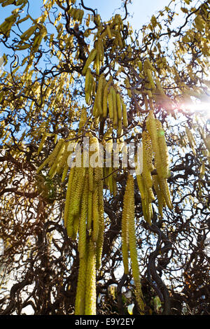 Les fleurs d'Hazel au printemps. Les tourments pour les personnes allergiques Banque D'Images