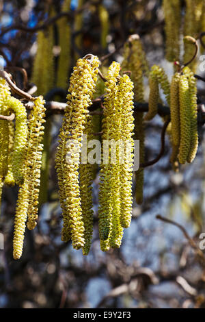 Les fleurs d'Hazel au printemps. Les tourments pour les personnes allergiques Banque D'Images