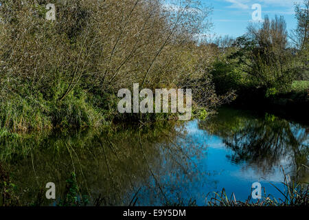 Salisbury, Wiltshire, Royaume-Uni. 4 novembre, 2014. Météo britannique. Météo radieuse à Salisbury après un démarrage à froid frosty Crédit : Paul Chambers/Alamy Live News Banque D'Images