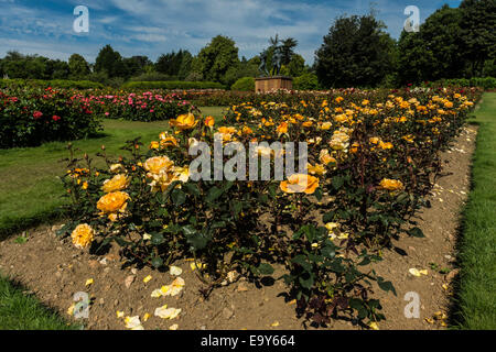 Roses jaunes et le mémorial de Piper Alpha. Banque D'Images