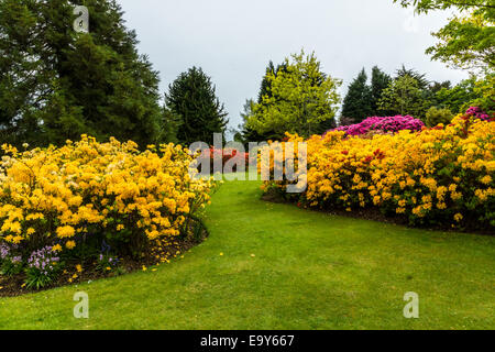 Azalées jaune et orange avec une bordure d'herbe entre les frontières. Banque D'Images