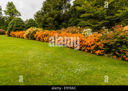 Azalea Orange frontière et marguerites. Banque D'Images