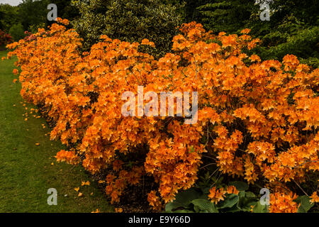 Azalea orange frontière. Banque D'Images