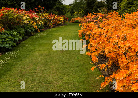 Azalea Orange frontière. Banque D'Images