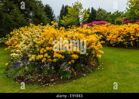 Jaune et Blanc azalea frontière. Banque D'Images